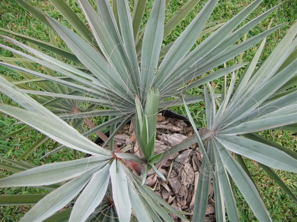 My zone 9B garden DISCUSSING PALM TREES WORLDWIDE PalmTalk